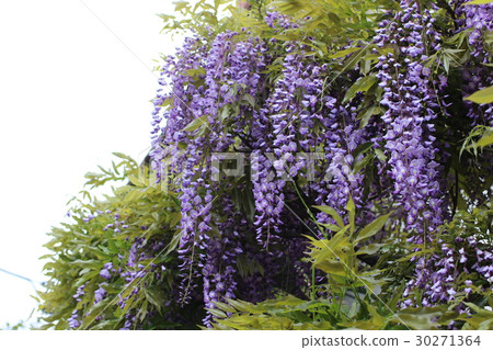 紫藤花 紫藤花 30271364