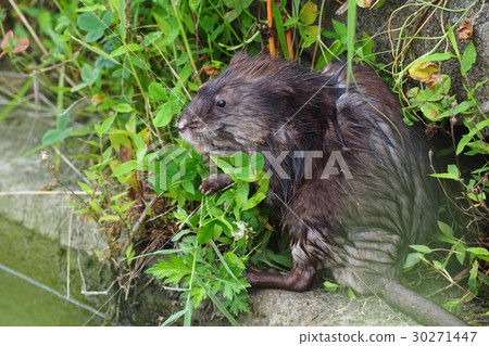 面具老鼠 面具老鼠 30271447