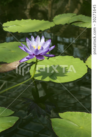 Lotus flower  30271645