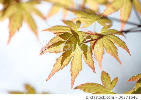 Fresh green maple Fresh green maple 30271646