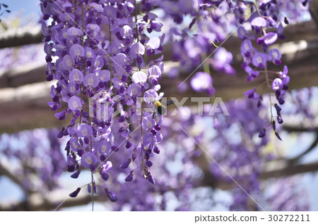 A bear that stops at Fuji 30272211