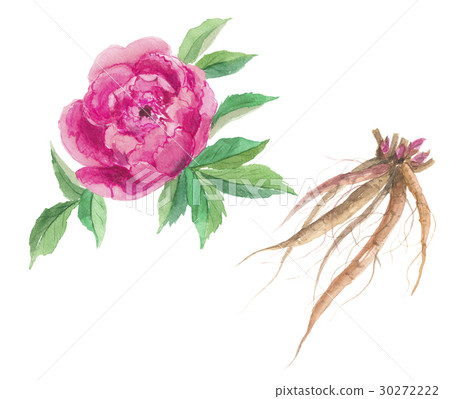 牡丹的花朵和根 30272222