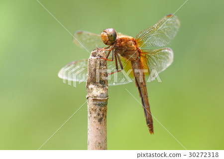 Frozen dragonfly (female) 30272318
