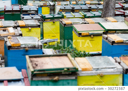 beehives in a grass garden beehives in a grass garden 30272387