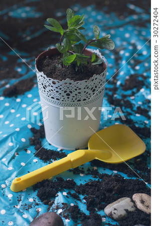 mint planted in a white vase mint planted in a white vase 30272404