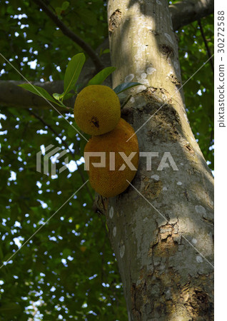 69215 Jack fruit 30272588