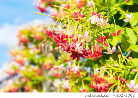 Combretum, Quisqualis indica, Chinese honeysuckle Combretum, Quisqualis indica, Chinese honeysuckle 30272708