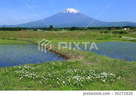 稻田和富士山 30272826