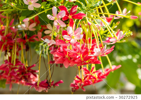 Combretum, Quisqualis indica, Chinese honeysuckle Combretum, Quisqualis indica, Chinese honeysuckle 30272925