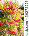Combretum, Quisqualis indica, Chinese honeysuckle  30272926