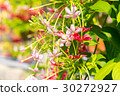 Combretum, Quisqualis indica, Chinese honeysuckle  30272927