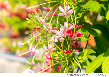 Combretum, Quisqualis indica, Chinese honeysuckle Combretum, Quisqualis indica, Chinese honeysuckle 30272927
