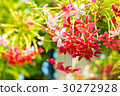 Combretum, Quisqualis indica, Chinese honeysuckle  30272928