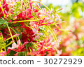 Combretum, Quisqualis indica, Chinese honeysuckle  30272929