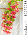 Combretum, Quisqualis indica, Chinese honeysuckle  30272933