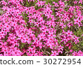 Shiba Sakura Scarlet Frame at Chichibu Izan Park 30272954