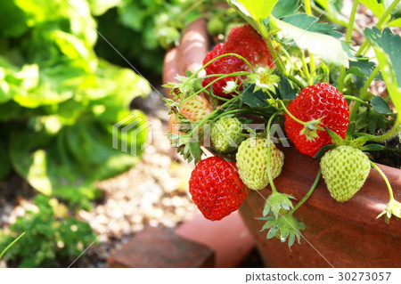 Strawberries growing with containers 30273057