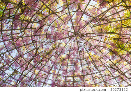 Wisteria dome 30273122