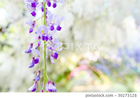 紫藤花  紫藤花 30273128