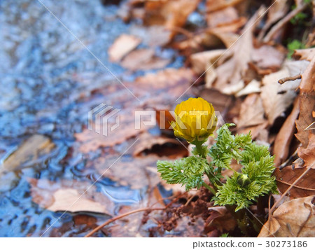 Fukutsuke and buds blooming on the river side 30273186