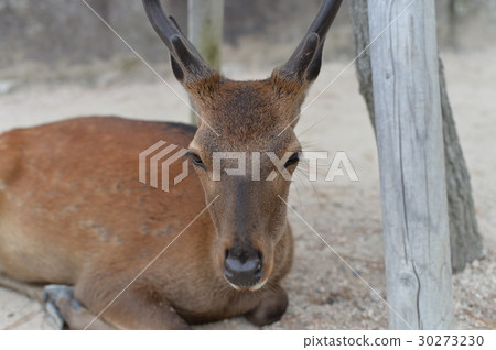 一隻鹿 一隻鹿 30273230