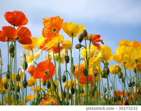 盛開的罌粟 盛開的罌粟 30273232