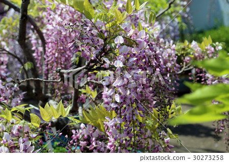 Wisteria 30273258