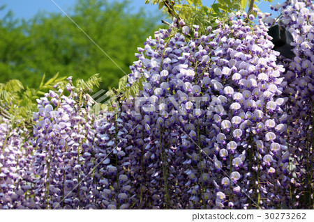 Wisteria trellis 30273262