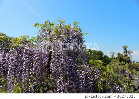 Wisteria Wisteria 30273325