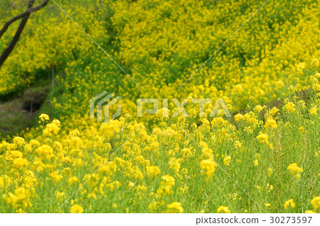 Yokohama · Kanazawa Nature Park 30273597