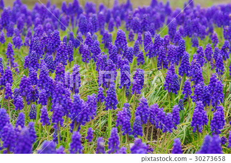 Muscari flowers in full bloom 30273658