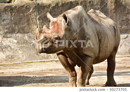 橫濱·金澤動物園的Sai 30273705