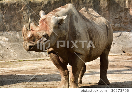 橫濱·金澤動物園的Sai 30273706