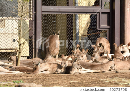 Yokohama · Kanazawa zoo in Okangaroo Yokohama · Kanazawa zoo in Okangaroo 30273708