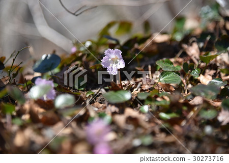 Iwauchiwa Iwauchiwa 30273716