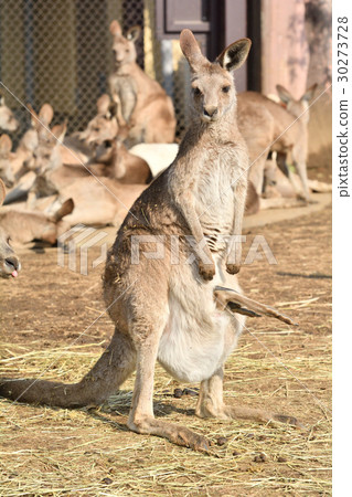 Yokohama · Kanazawa zoo in Okangaroo 30273728