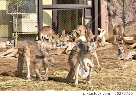 Okangaroo的橫濱·金澤動物園 Okangaroo的橫濱·金澤動物園 30273730