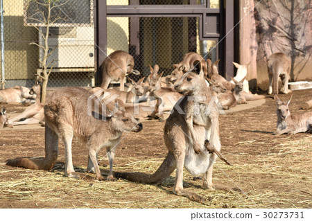 Yokohama · Kanazawa zoo in Okangaroo Yokohama · Kanazawa zoo in Okangaroo 30273731