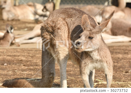 Okangaroo的橫濱·金澤動物園 30273732