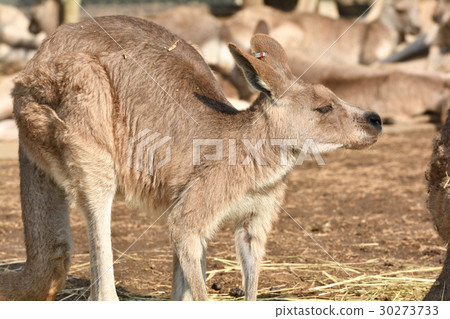 Yokohama · Kanazawa zoo in Okangaroo 30273733