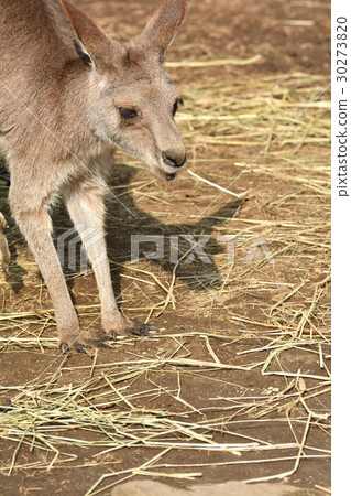 Yokohama · Kanazawa zoo in Okangaroo 30273820