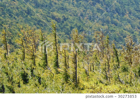 Larch of Mt. Fuji Fifth Forest Limit 30273853
