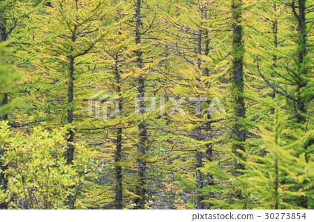 Larch of Mt. Fuji Fifth Forest Limit 30273854