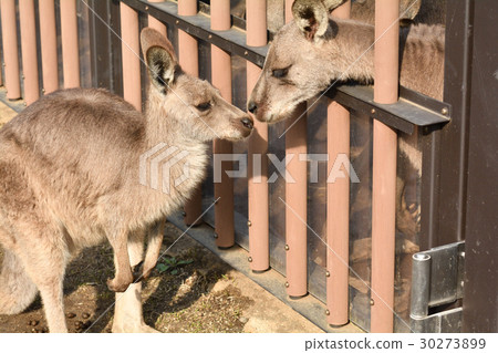 Yokohama · Kanazawa zoo in Okangaroo 30273899