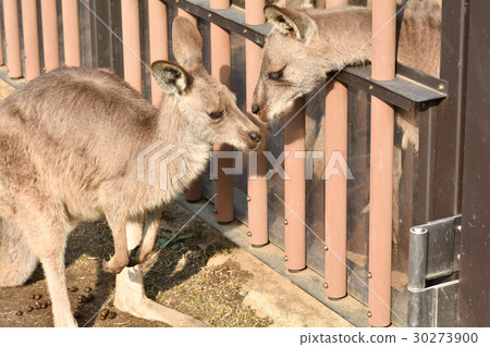 Yokohama · Kanazawa zoo in Okangaroo Yokohama · Kanazawa zoo in Okangaroo 30273900