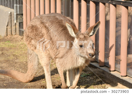 Yokohama · Kanazawa zoo in Okangaroo Yokohama · Kanazawa zoo in Okangaroo 30273903