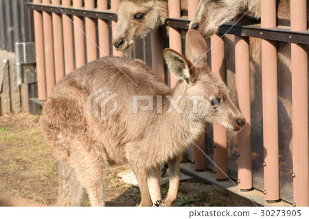 Yokohama · Kanazawa zoo in Okangaroo Yokohama · Kanazawa zoo in Okangaroo 30273905