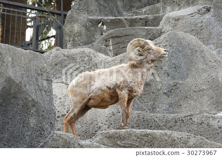 Okinawa sheep at Yokohama · Kanazawa Zoo 30273967