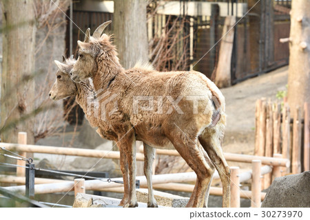 Okinawa sheep at Yokohama · Kanazawa Zoo Okinawa sheep at Yokohama · Kanazawa Zoo 30273970