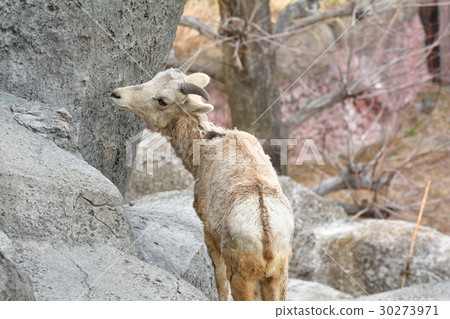 在橫濱·金澤動物園的沖繩羊 在橫濱·金澤動物園的沖繩羊 30273971